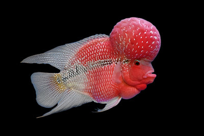 Srd Flowerhorn Fish.
