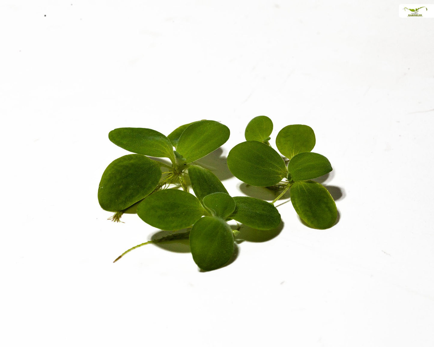 Dwarf Water Lettuce in Cup