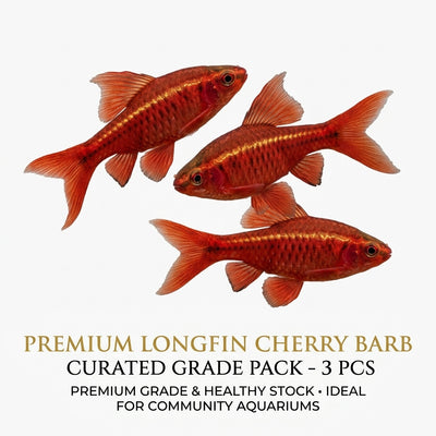 Longfin Cherry Barb 3PCS Combo Deal