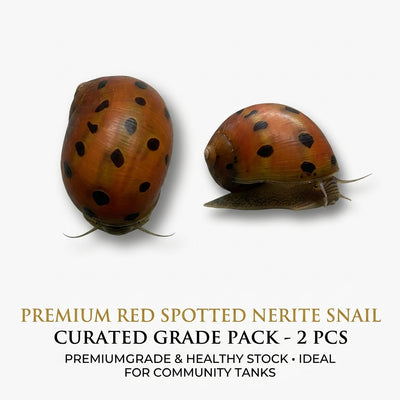 Red Spoted Snail 2PCS Combo Deal