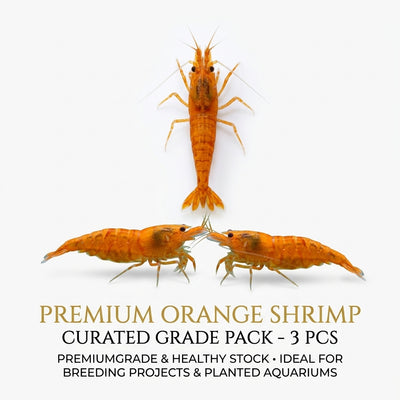 Orange Shrimp 3PCS Combo Deal