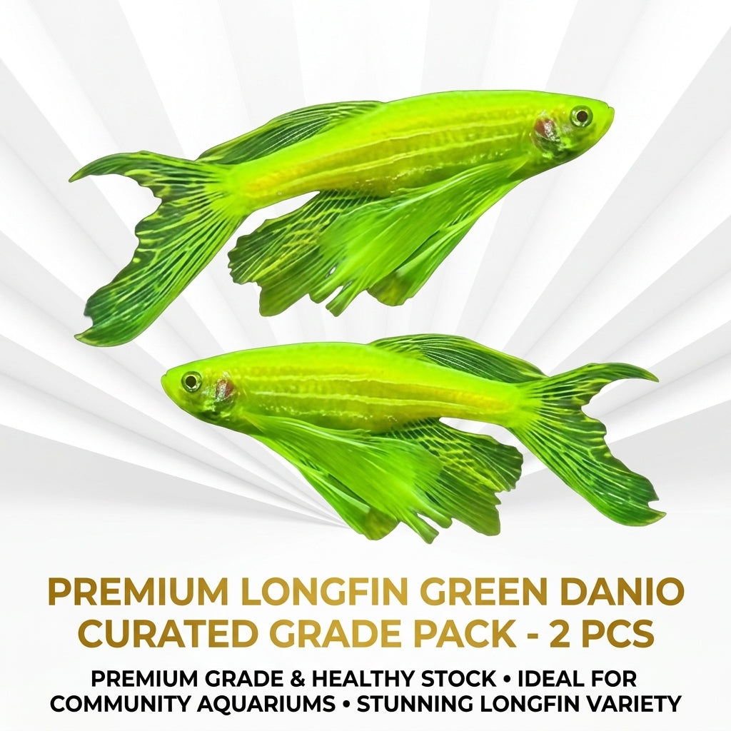 LongFin Green Danio 2PCS Combo Deal