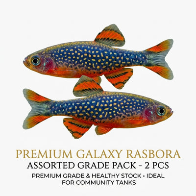 Galaxy Rasbora 2PCS Combo Deal