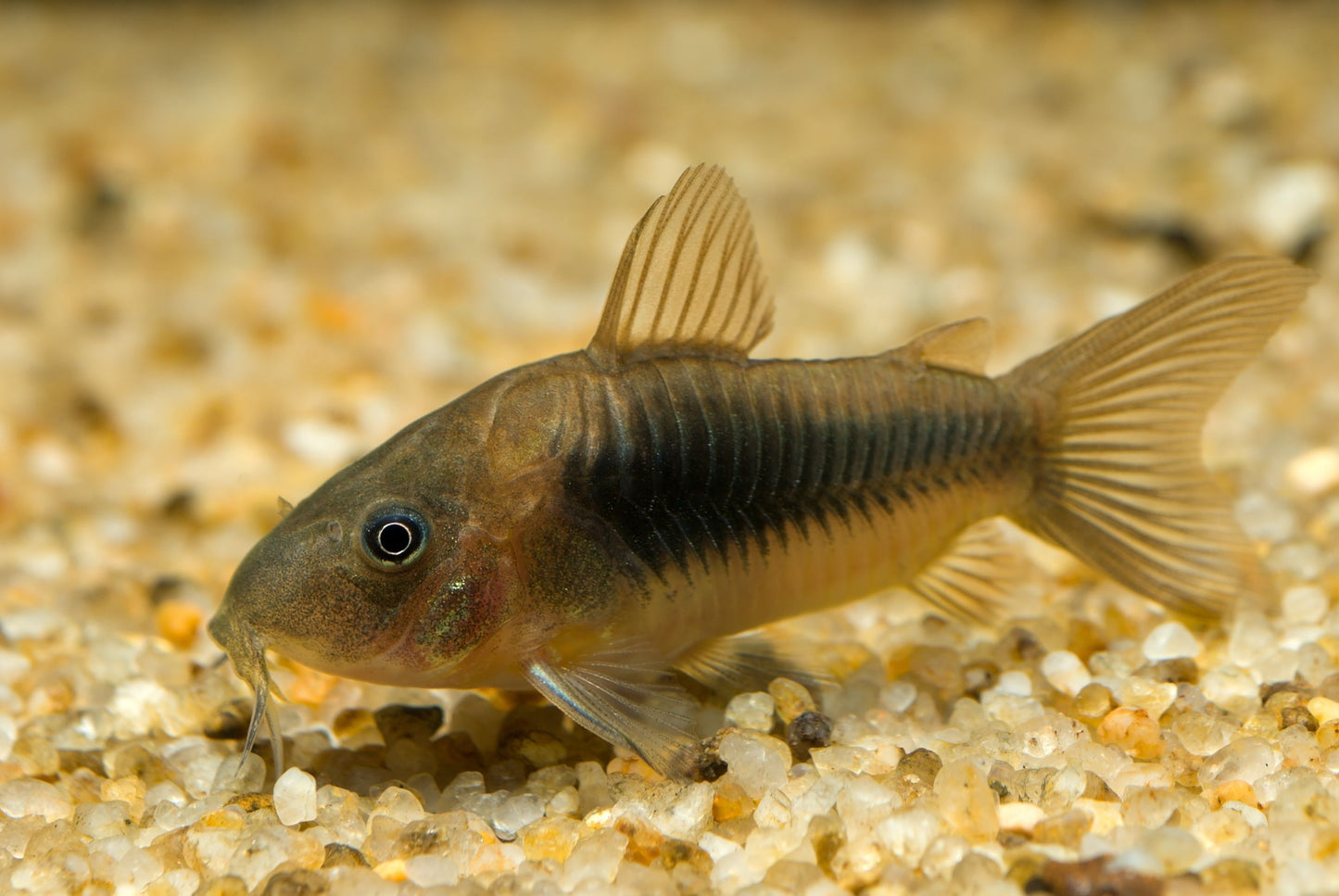 Bronze Corydoras 3PCS Combo Deal