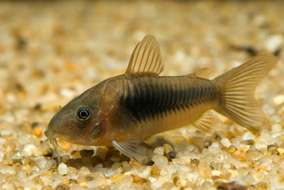 Bronze Corydoras 3PCS Combo Deal