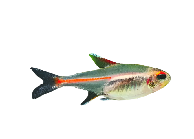 Glow Light Tetra 6PCS Combo Deal