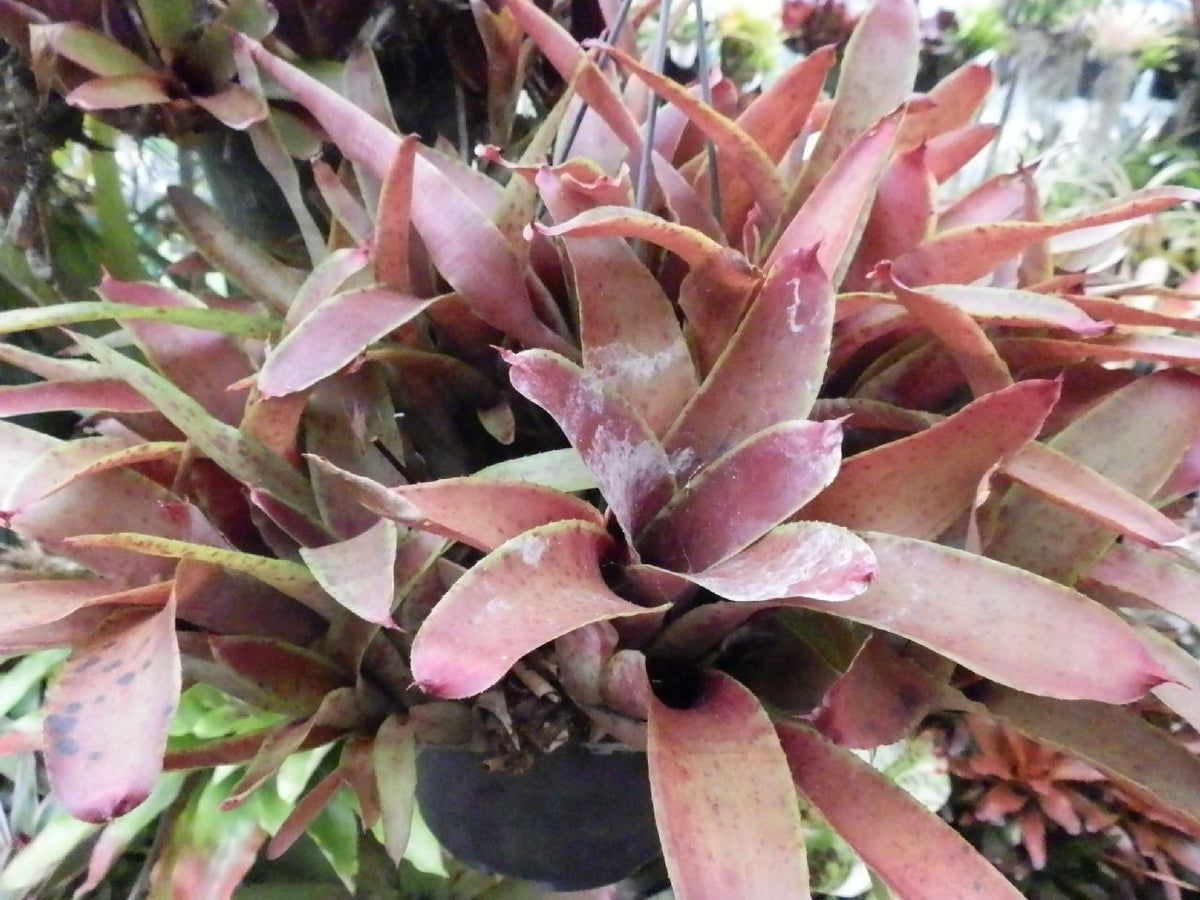 Neoregelia Golden Gleam Plant (Terrarium)