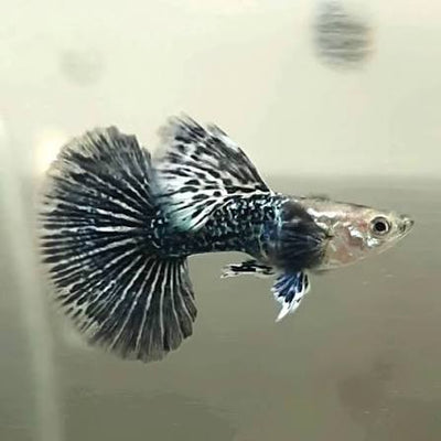 Green Dragon Halfmoon Guppy Male 4PCS Combo Deal