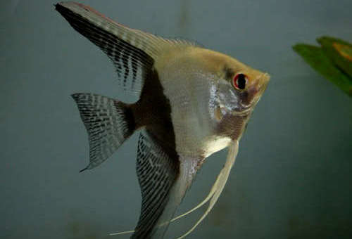 ANGEL FISH MIX