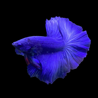 Halfmoon Betta Mix Color