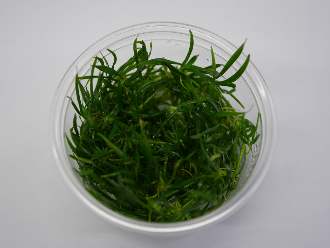 HELANTHIUM TENELLUM GREEN TISSUE CULTURE CUP PLANT