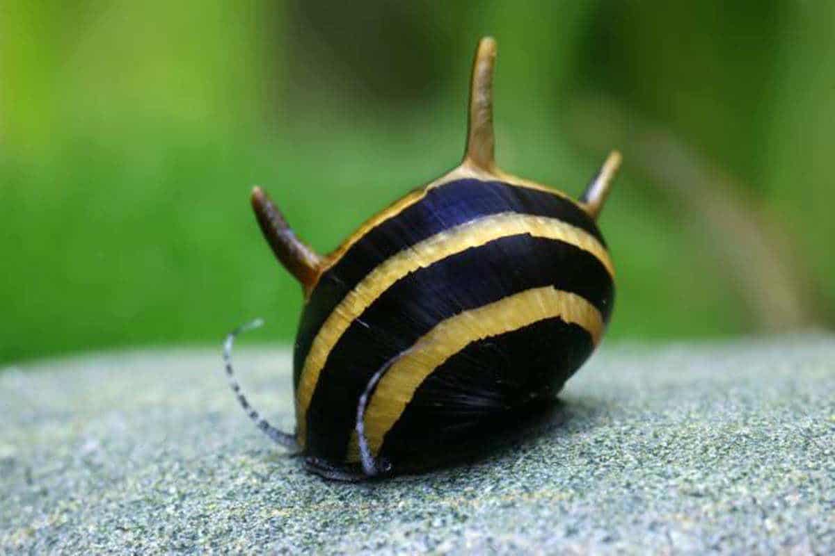 Horn Snail 2PCS Combo Deal