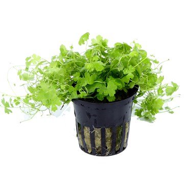 Hydrocotyle Tripartita Japan Pot Plant