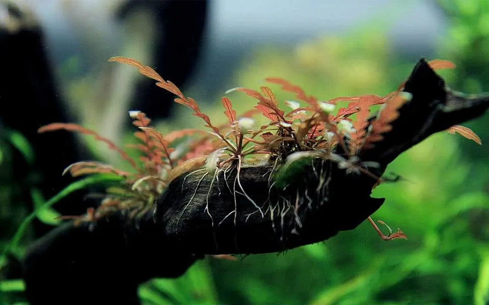 HYGROPHILA 'PINATIFIDA' POT PLANT