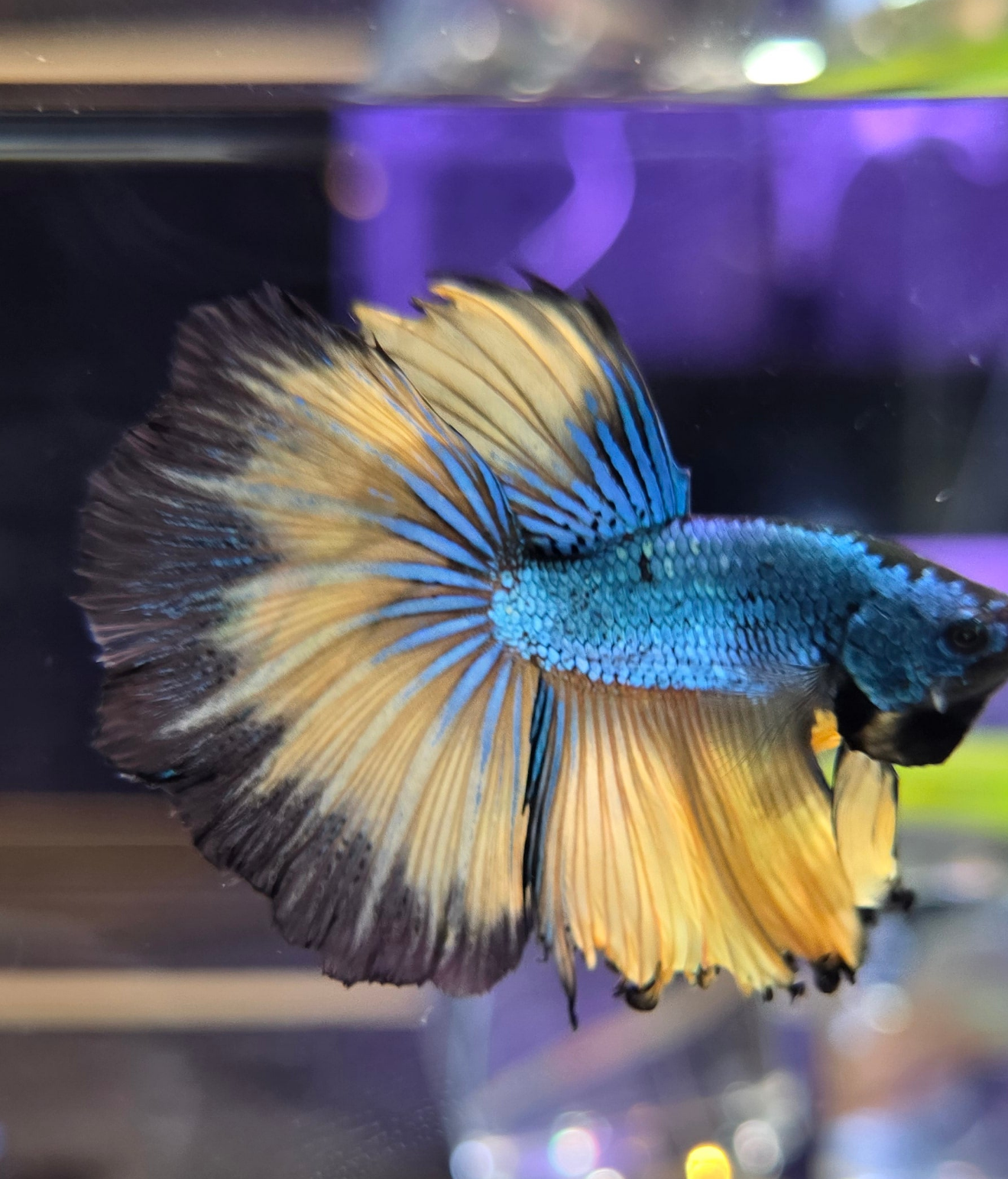 Mustard Gas Betta Fish