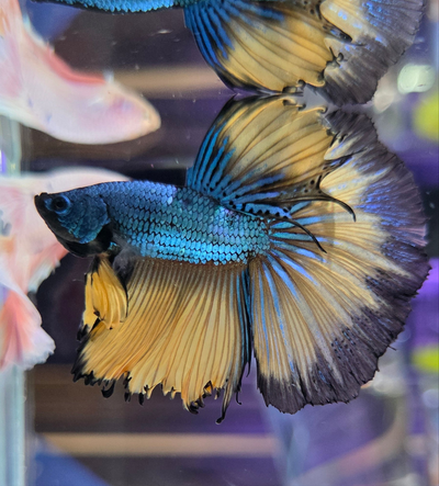 Mustard Gas Betta Fish