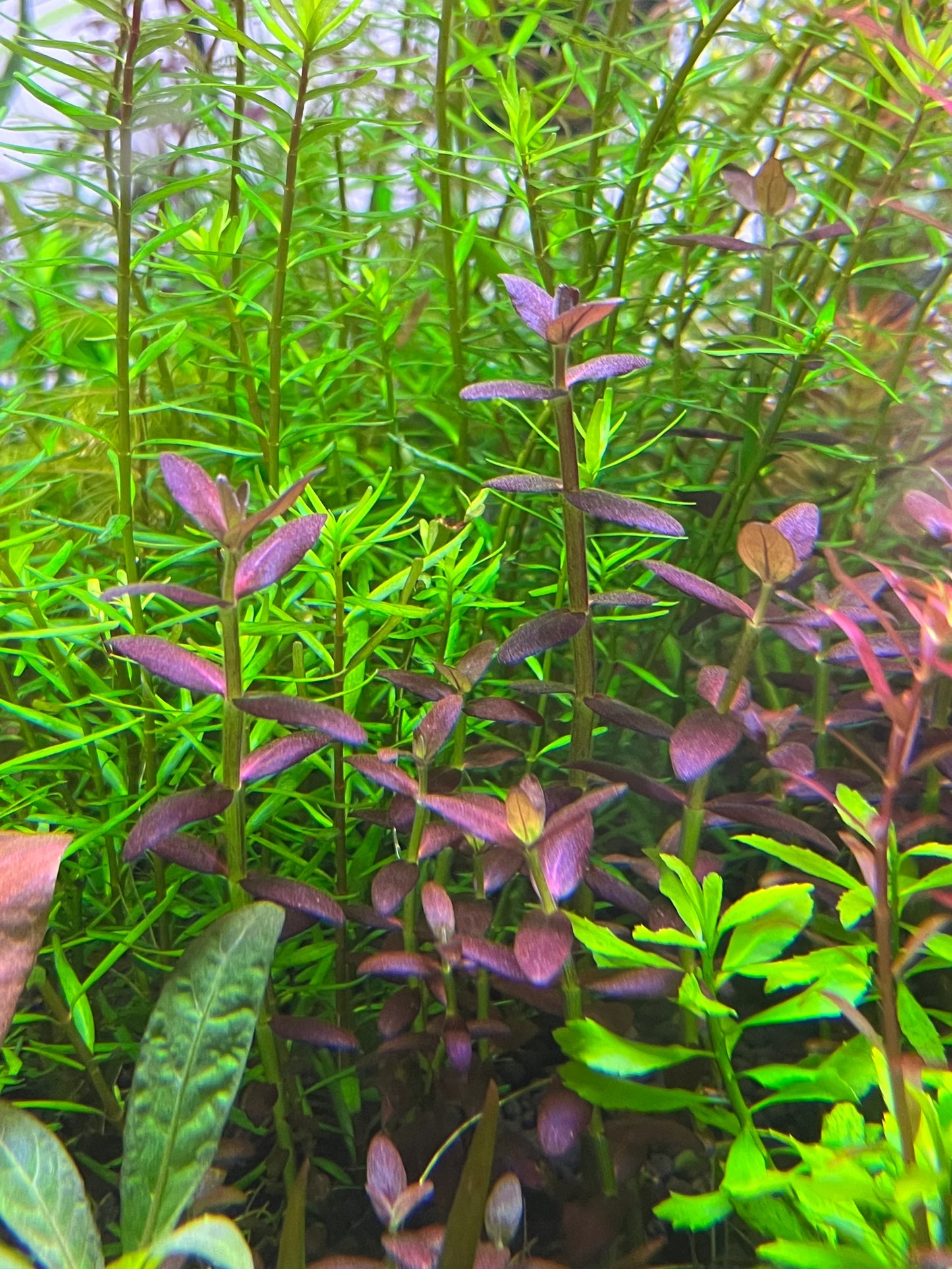 Bacopa salzmannii 'Purple' var SG