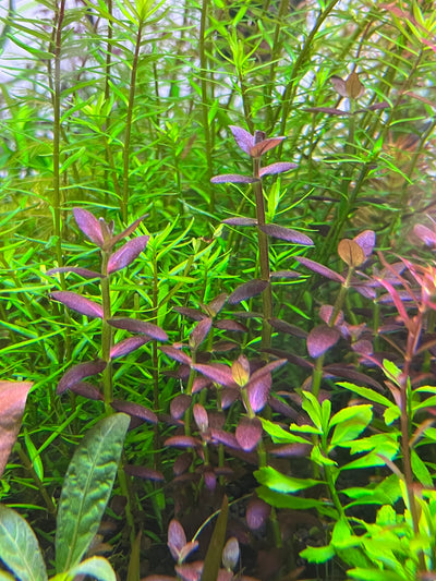 Bacopa salzmannii 'Purple' var SG