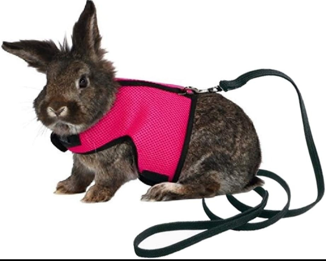 Pet Harness set