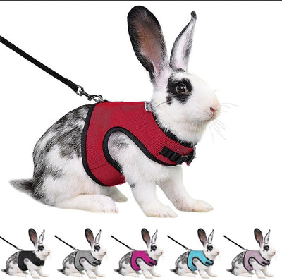 Pet Harness set
