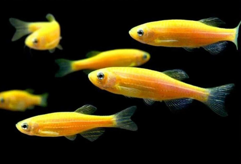beginner fish