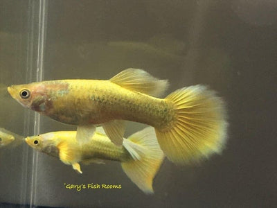 Full Gold Guppy Pair