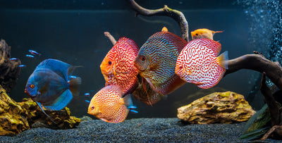 Special Discus – Mix Colors 12–14 cm (German)