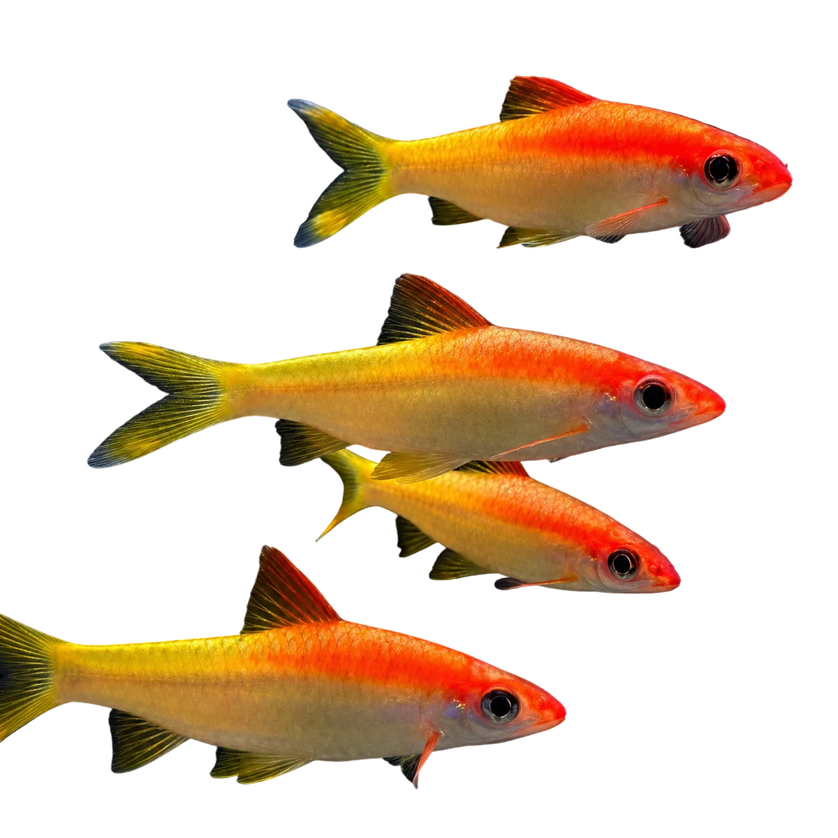 Golden Torpedo Barb (Sahyadria denisonii – Gold Variant)