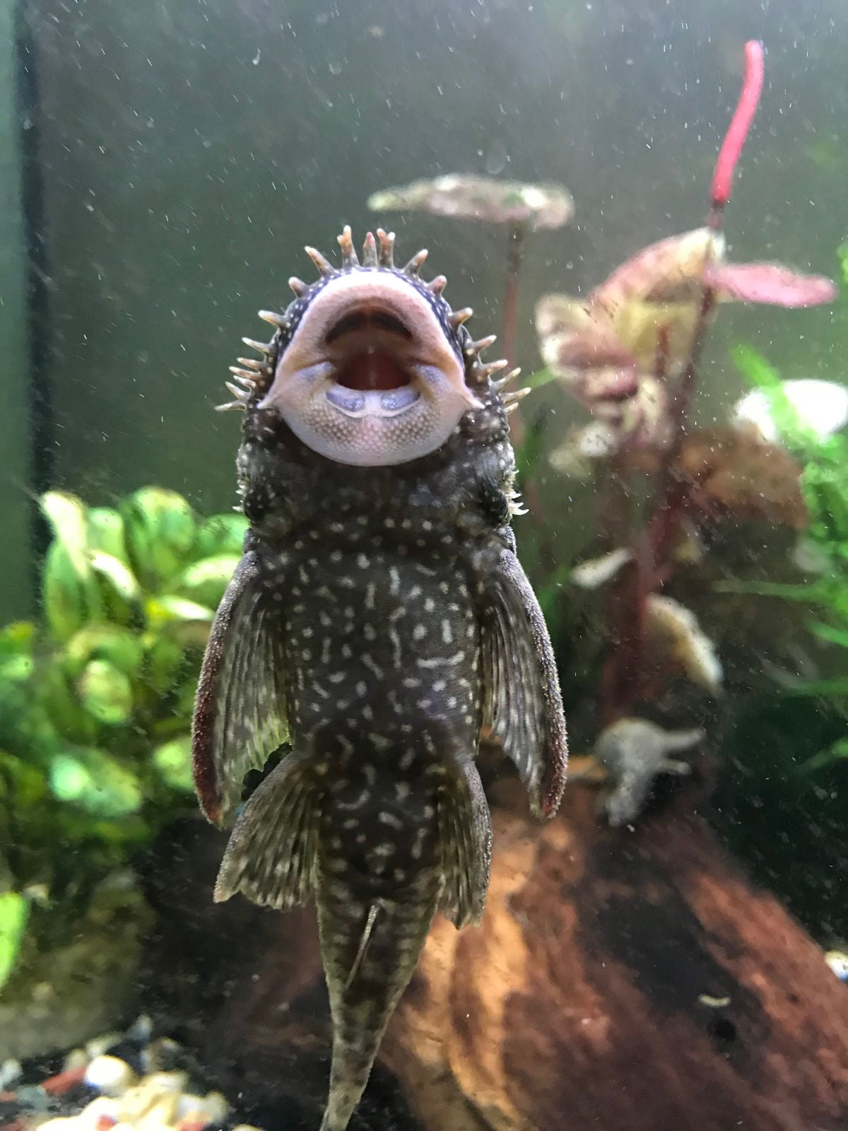 Albino Red Eye Bristlenose Pleco