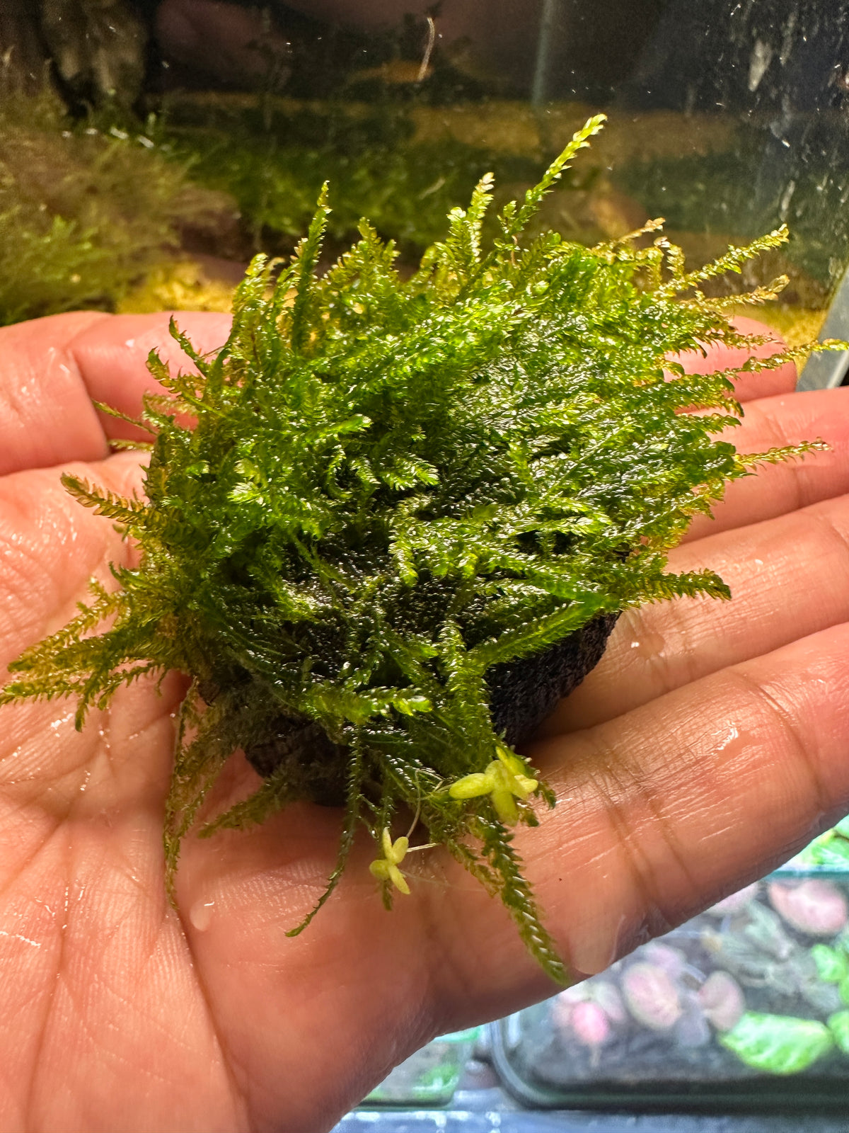 Moss Soil Ball – Aquarium Plant
