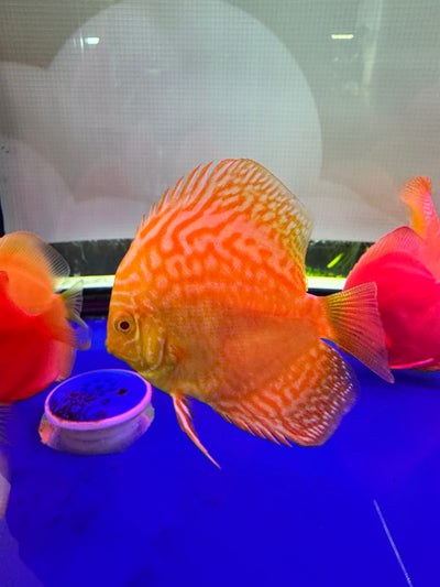 Yellow Pigeon Discus Fish