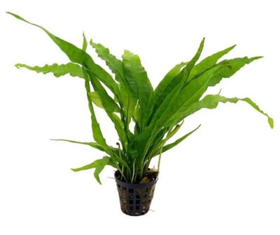 Java Fern Pot Plant