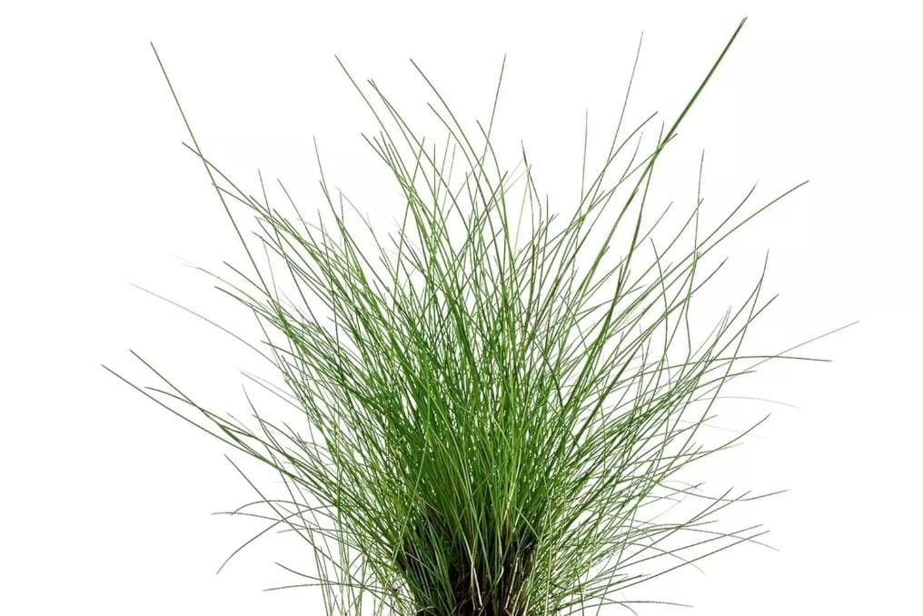 Growow Eleocharis Parvula