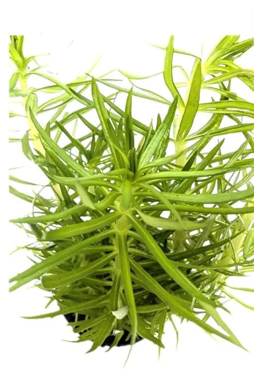 Growow Pogostemon eructus