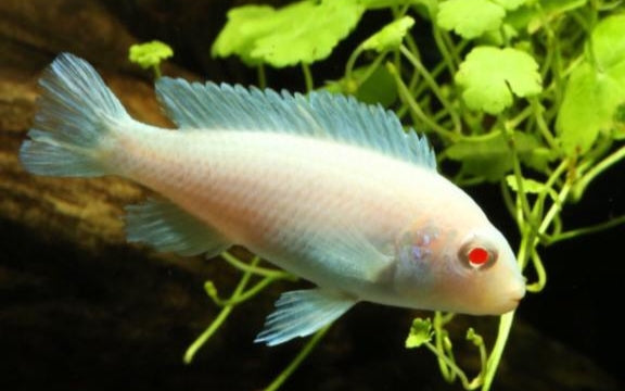 MALAWI CICHLID MIX 6-8cm
