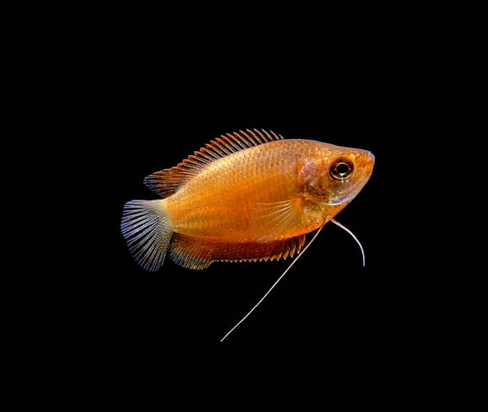 DWARF GOURAMI MIX 4-5cm