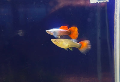 زوج غوبي كبير الأذن