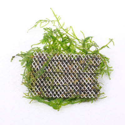 Growow Vesicularia dubyana -‘Java moss’