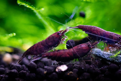 روبيان بالشوكولاتة 1.5 سم