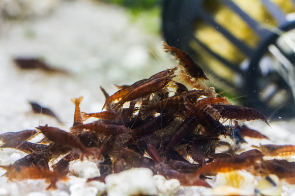 روبيان بالشوكولاتة 1.5 سم