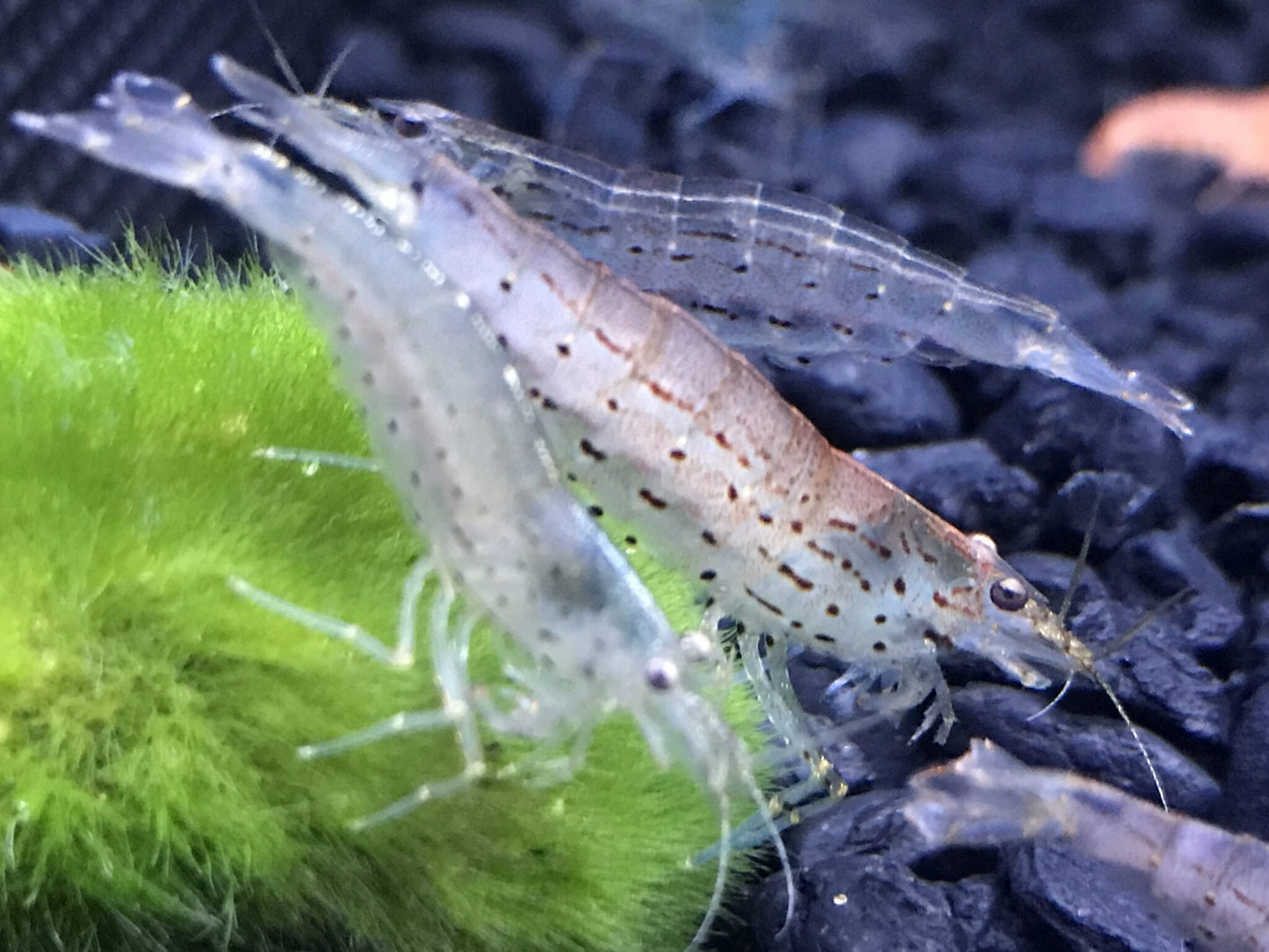 AMANO SHRIMPS 2-3cm