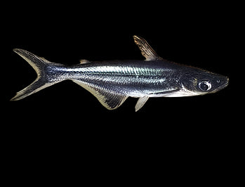 بنجاسيوس القرش