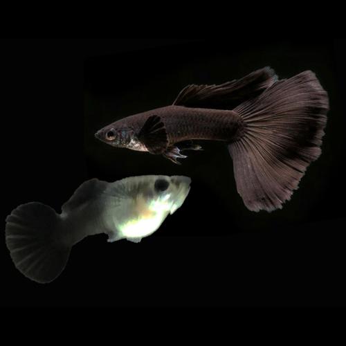 Black Guppy Pair