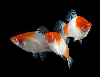 Kohaku Sword Tail 3PCS Combo Deal