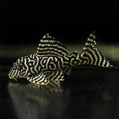 Hypancistrus sp. L-333 Pleco