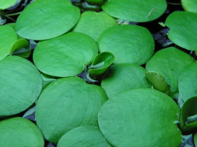 Frogbit Floating Plants