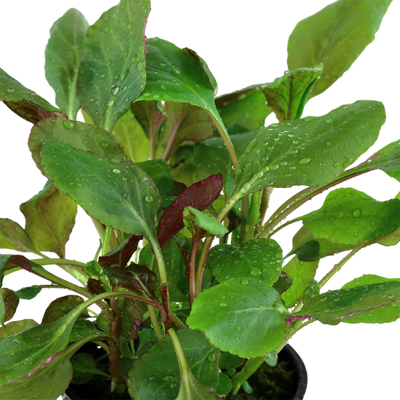 Lobelia Cardinalis Pot Plant