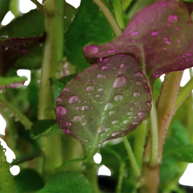 Lobelia Cardinalis Pot Plant