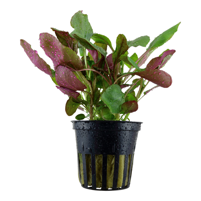 Lobelia Cardinalis Pot Plant