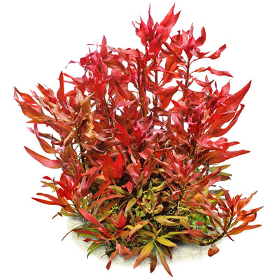 Ludwigia Peruensis Pot Plant